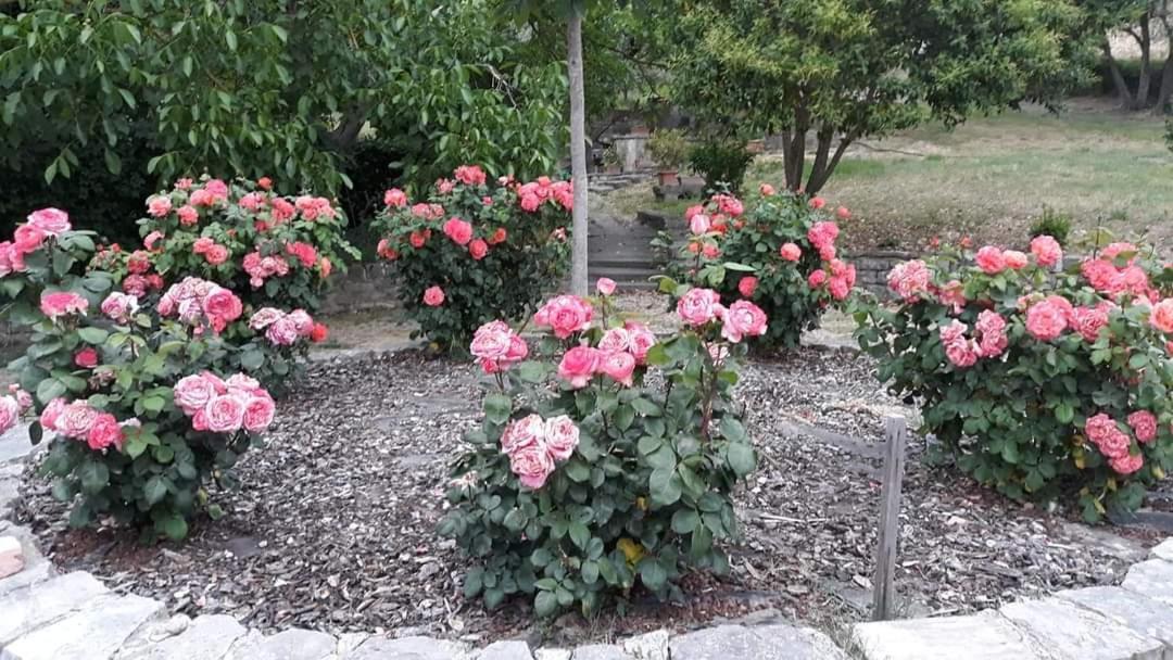 Agriturismo Camera Rosa 토티 외부 사진